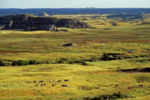 Mustang: Wild Horses - Herd