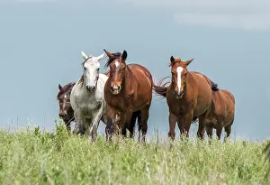 Flint: Wild horses in the Kansas Flint Hills