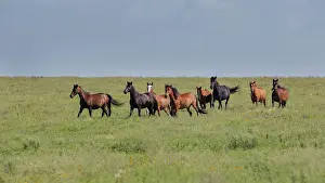 Flint: Wild horses running in the Flint Hills