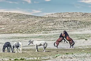 Ferus: Wild horses in west desert of Utah