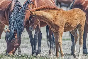 Ferus: Wild horses in west desert of Utah