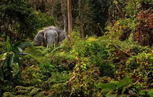 Indicus: Wild Indian Elephant (Elephas maximus indicus) in