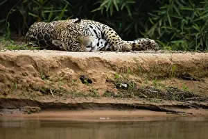 Onca: A wild jaguar (Panthera onca) laying on a sandy