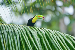 Sulfuratus: Wild Keel-billed Toucan