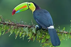 Sulfuratus: Wild Keel-billed Toucan