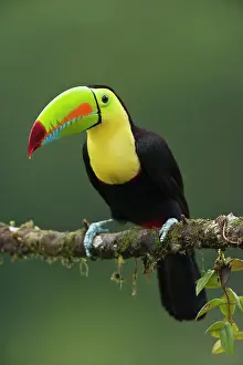Sulfuratus: Wild Keel-billed Toucan
