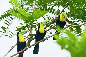 Sulfuratus: Wild Keel-billed Toucan