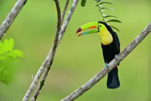 Sulfuratus: Wild Keel-billed Toucan