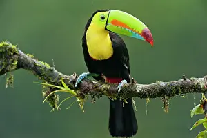 Sulfuratus: Wild Keel-billed Toucan