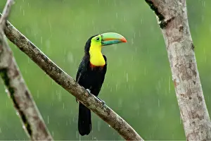 Sulfuratus: Wild Keel-billed Toucan