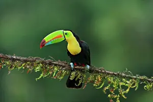 Sulfuratus: Wild Keel-billed Toucan