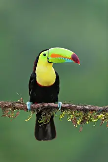 Sulfuratus: Wild Keel-billed Toucan