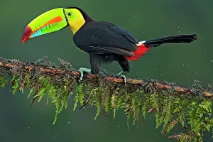Sulfuratus: Wild Keel-billed Toucan