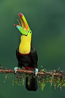 Sulfuratus: Wild Keel-billed Toucan