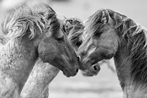 Competition: Two wild Konik Horse (Equus caballus) stallions