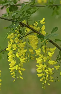 Pendulous: Wild laburnum - in flower