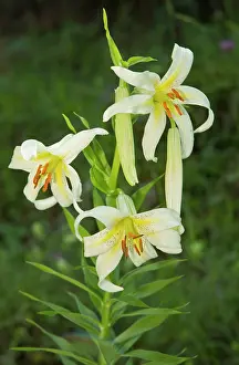 Lillies: Wild Lily in north-east Turkey