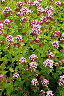 Origanum: Wild Marjoram - wild herb, on calcareous soils