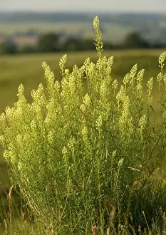Mignonette: Wild Mignonette