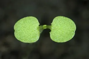 Mentha: Wild mint seedling