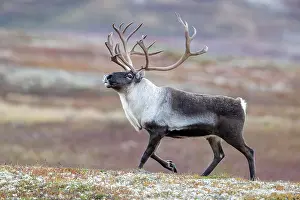 Reindeer: Wild mountain reindeer (Rangifer tarandus tarand