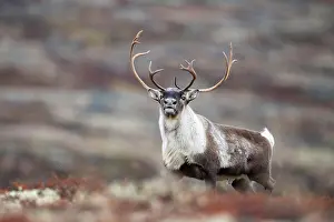 Reindeer: Wild mountain reindeer (Rangifer tarandus tarand