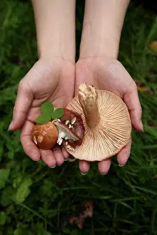 Baltic: Wild mushrooms picked up in the forest in