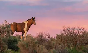 Oregon: Wild mustang stallion looks over his territory at dusk