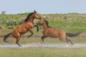 Oregon: Wild mustang stallions battle as their bands come together