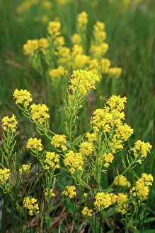 Mustard: Wild Mustard
