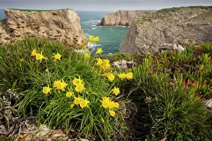 Obesus: Wild Narcissi - (in N. bulbocodium group)