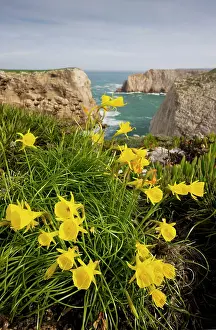 Obesus: Wild narcissi (in N. bulbocodium group)