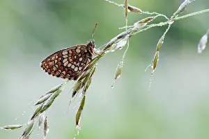 Melitaea: Wild Oat