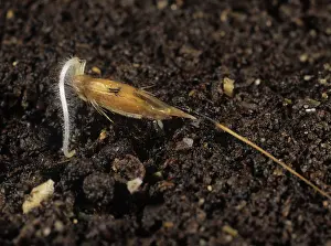 Root: Wild oat (Avena fatua) seed