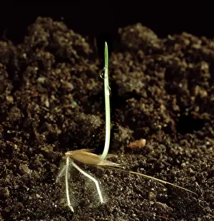 Roots: Wild Oat seedling
