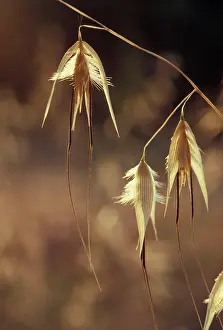 Avena: Wild Oat - Seeds