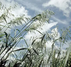 Seeding: Wild oats