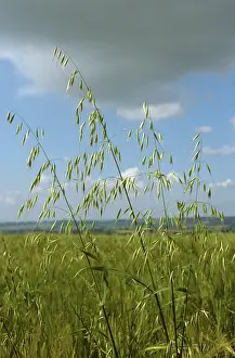 Panicle: Wild Oats (Avena fatua)
