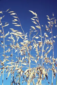 Weed: WILD OATS - Common Weed in grain growing provinces