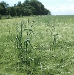 Panicle: Wild oats flowering in barley crop