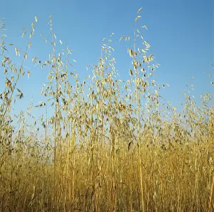 Seeding: Wild oats in ripe wheat crop