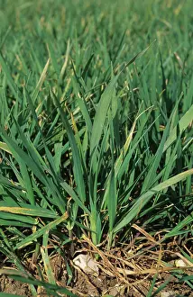 Seedlings: Wild Oats seedling plants in wheat