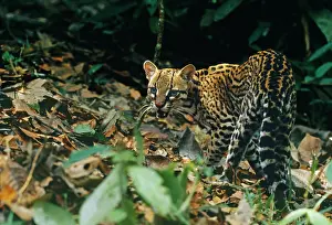 Leopardus: Wild OCELOT - in rainforest