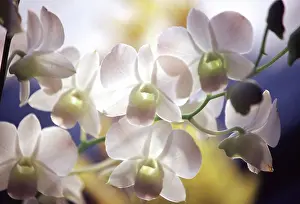 Molinari: Wild orchids, Malaysia