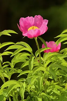 Paeony: A wild Paeony