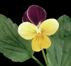 Heartsease: Wild pansy