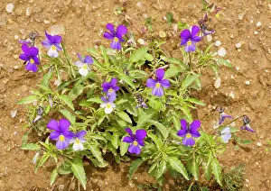 Pansies: Wild Pansy - attractive colour form