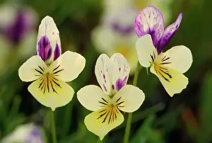 Pansies: Wild PANSY - Flowers