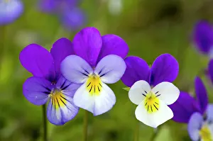 Heartsease: Wild Pansy or Heartsease - in mountain pasture
