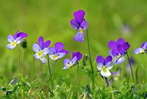 Heartsease: Wild Pansy or Heartsease - in mountain pasture